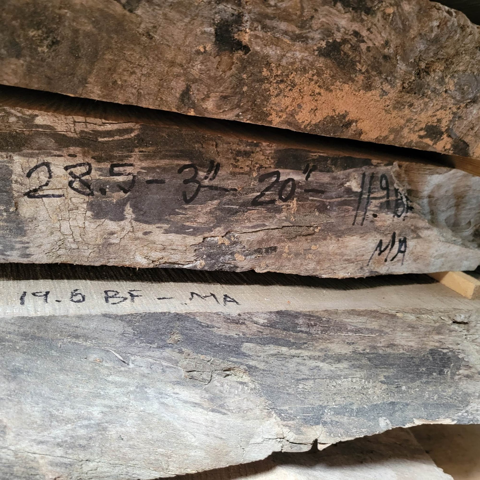 Big Leaf Maple